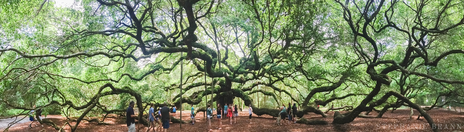 angel-oak-tree-panorama-picture