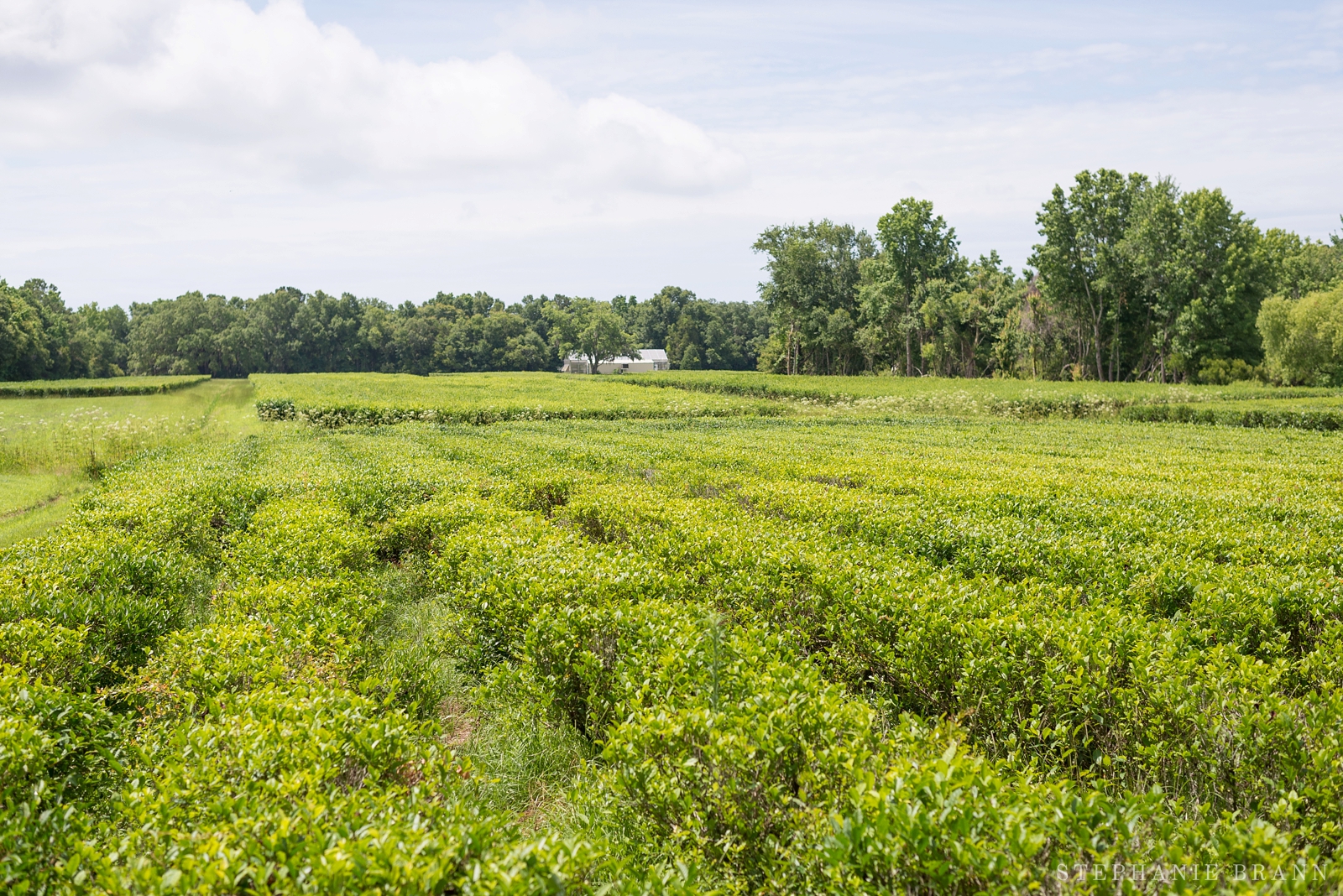 tea-leaf-bushes-at-a-plantation