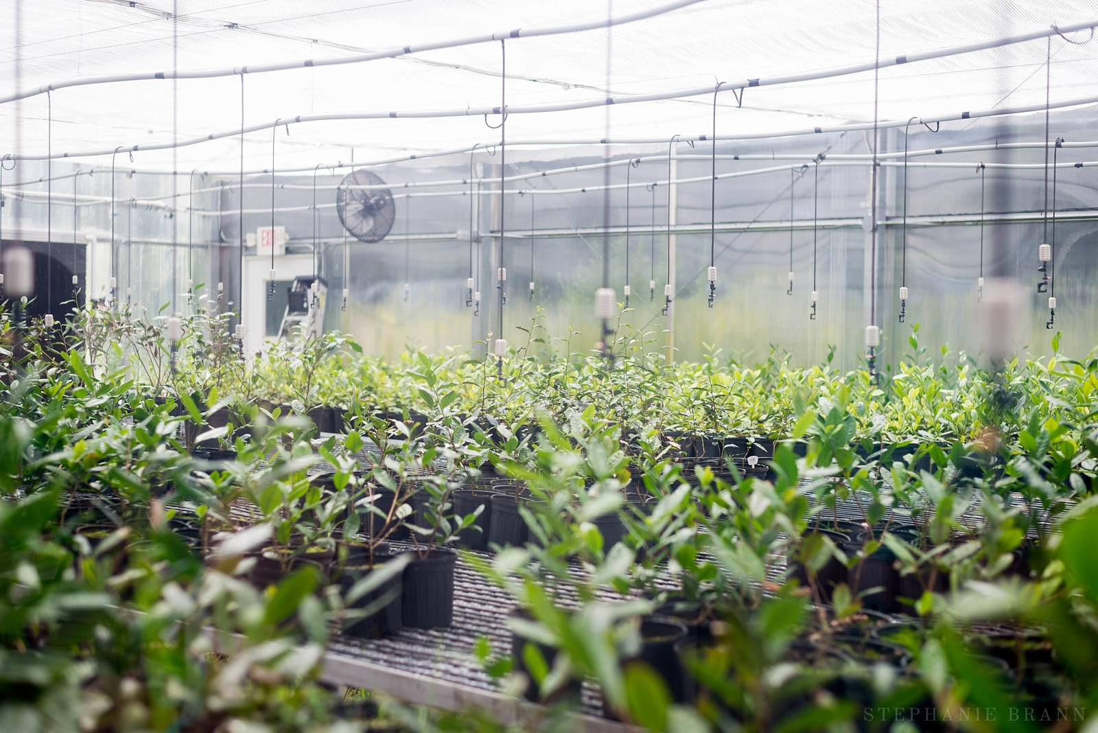 charelston-tea-plantation-baby-tea-plants