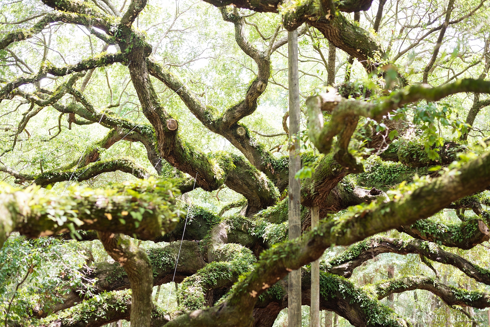 beautiful-large-live-oak-tree