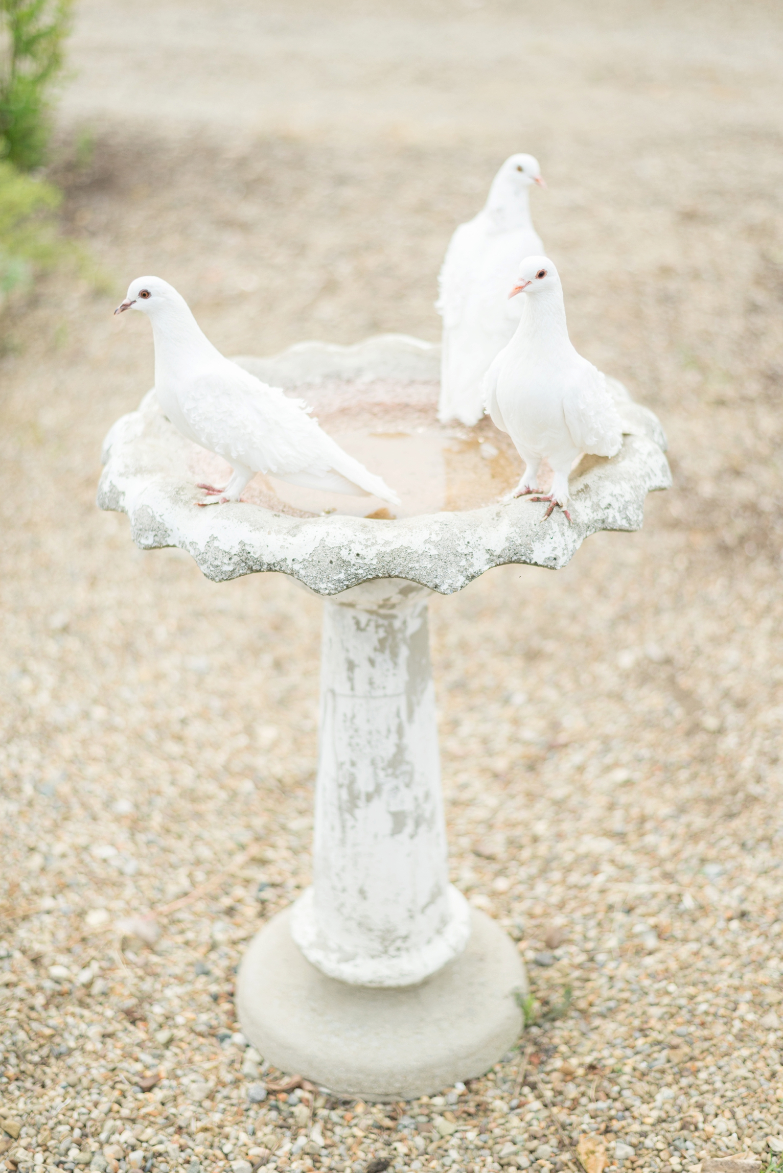 three-white-doves-sitting-on-a-bird-bath