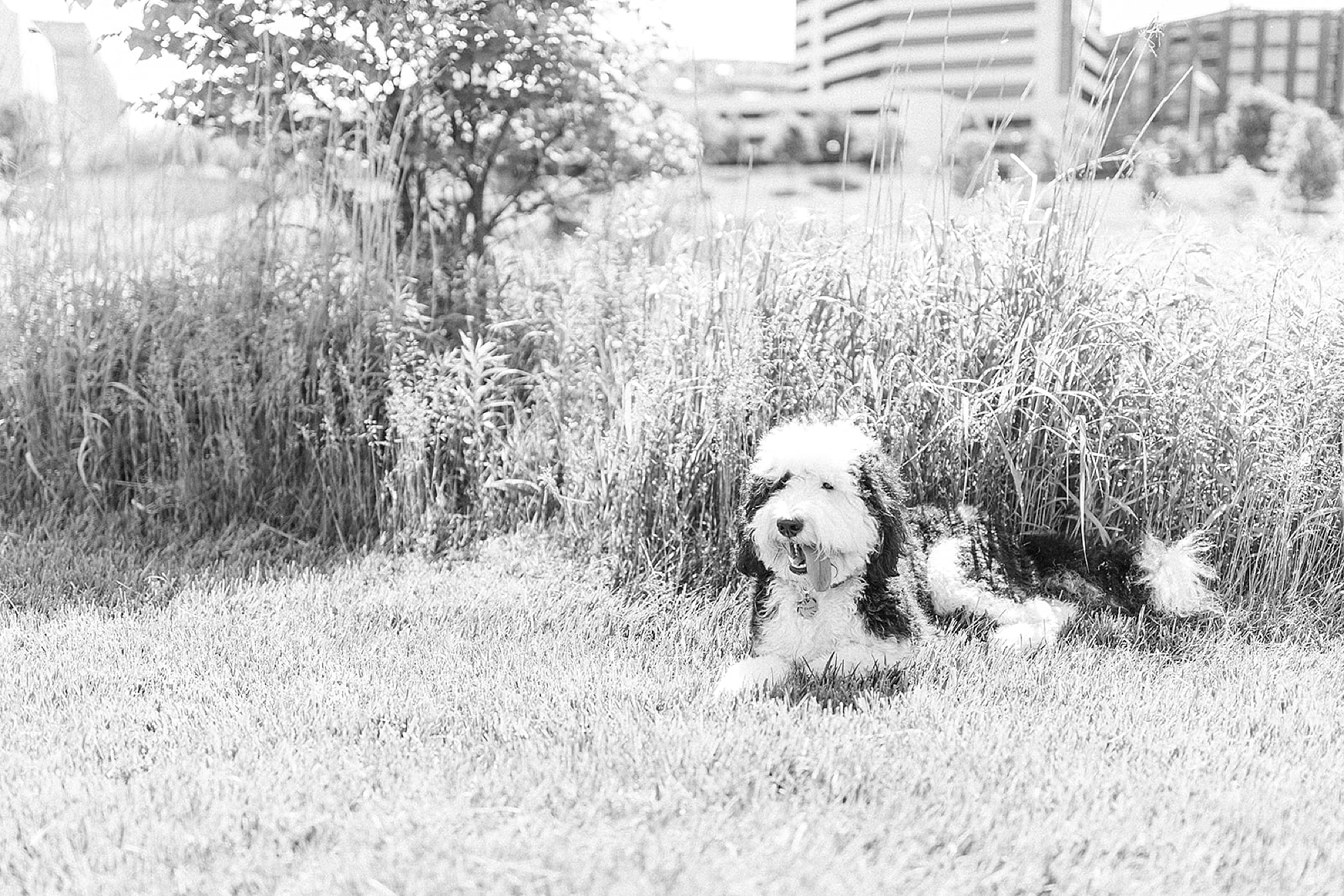 dog poses in grass during family photos