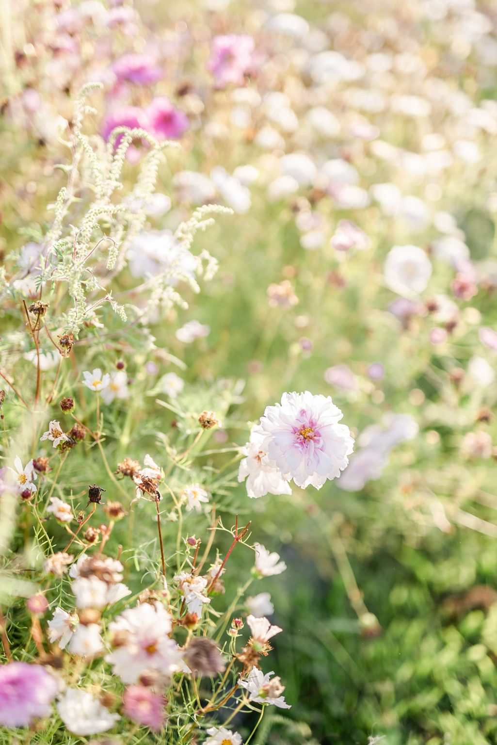 U-Pick Flowers Date Night - Stephanie Kase