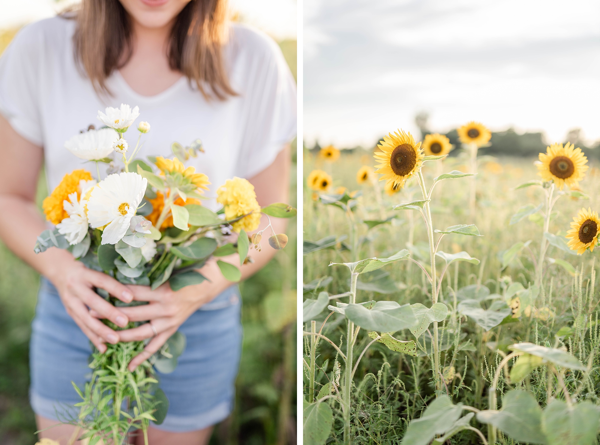sunflower field at The Ohio Flower Girls in Bucyrus, Ohio