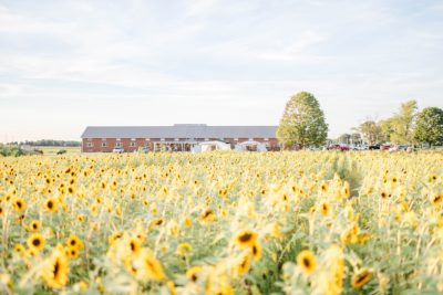 sunflower field at The Ohio Flower Girls in Bucyrus, Ohio