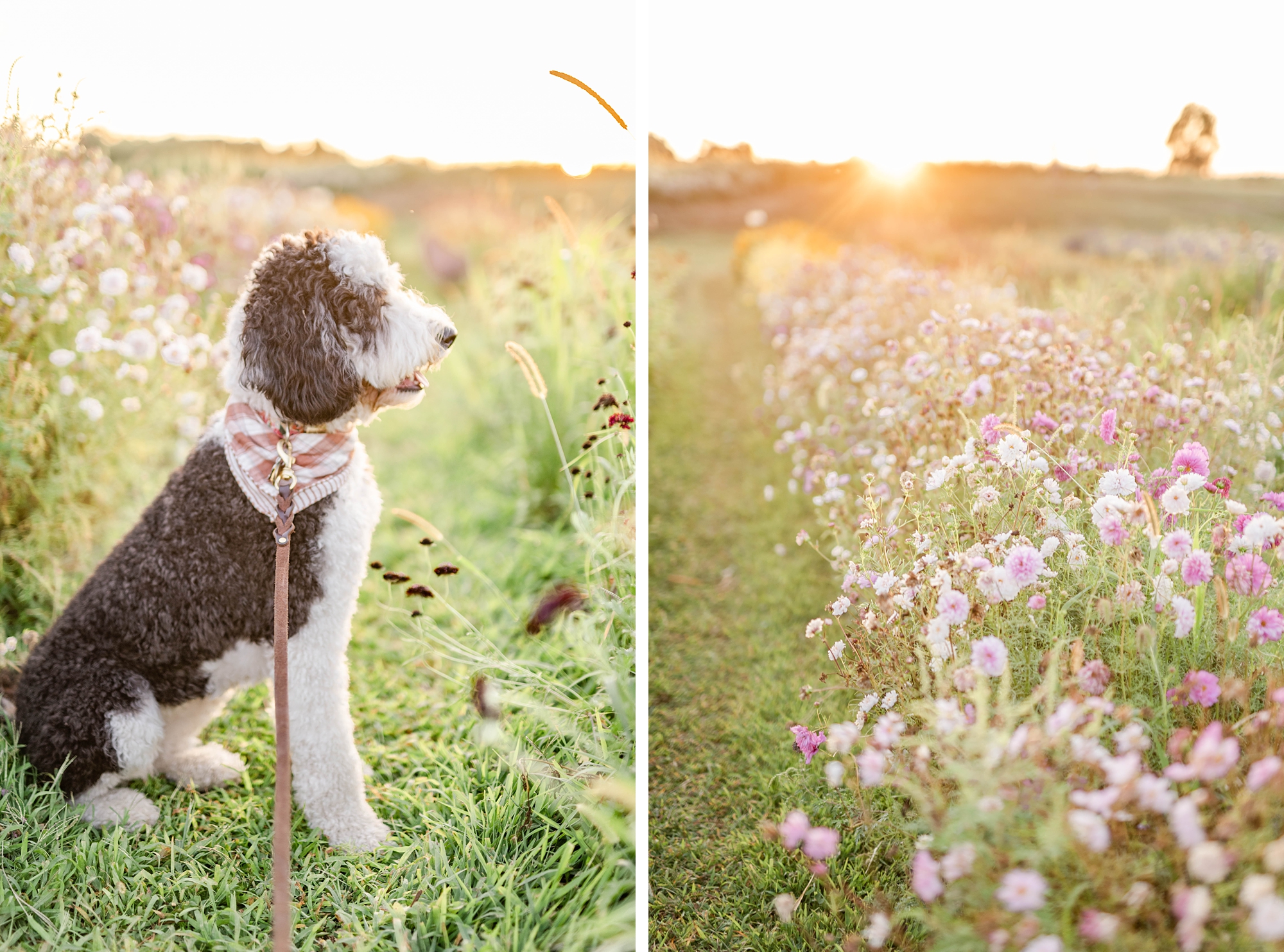 dog poses for sunset portrait in flower garden at The Ohio Flower Girls in Bucyrus, Ohio