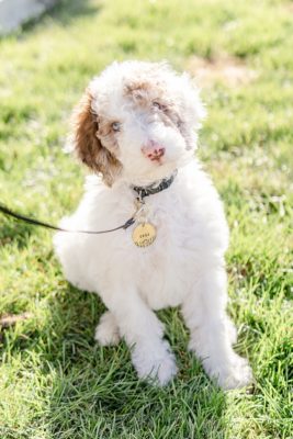 Sheepadoodle puppy sits in grass with head tilted