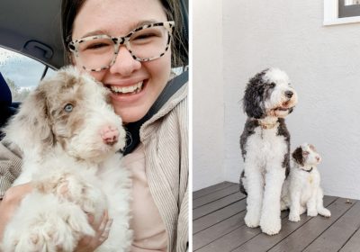 introducing our new Sheepadoodle puppy