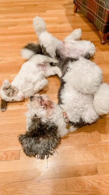 Sheepadoodle dogs roll on floor together