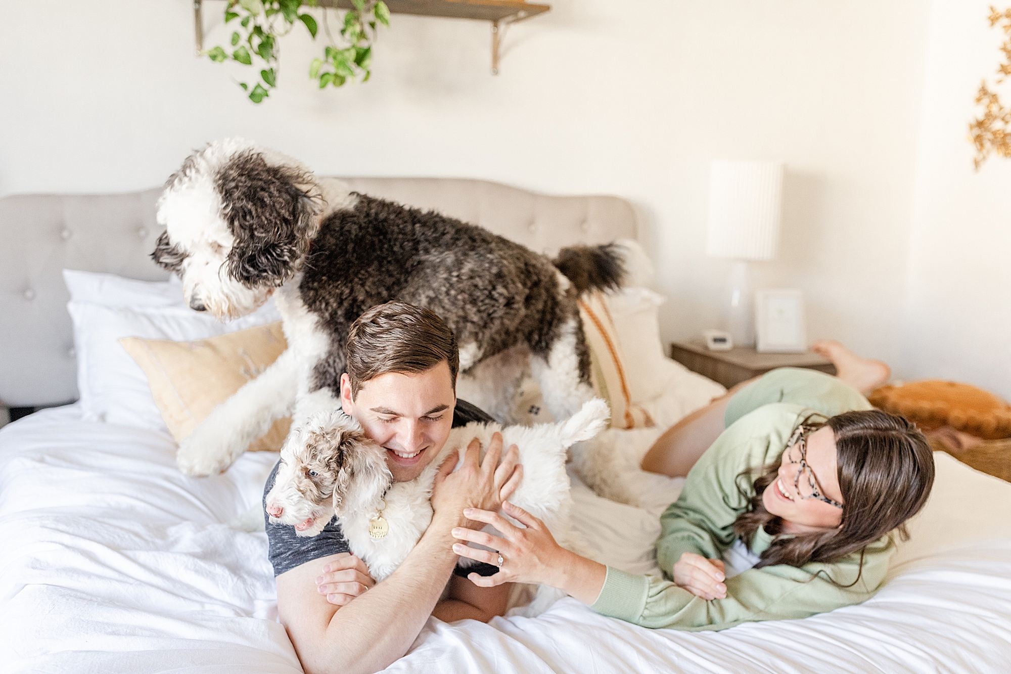 puppy parents play with dogs on bed
