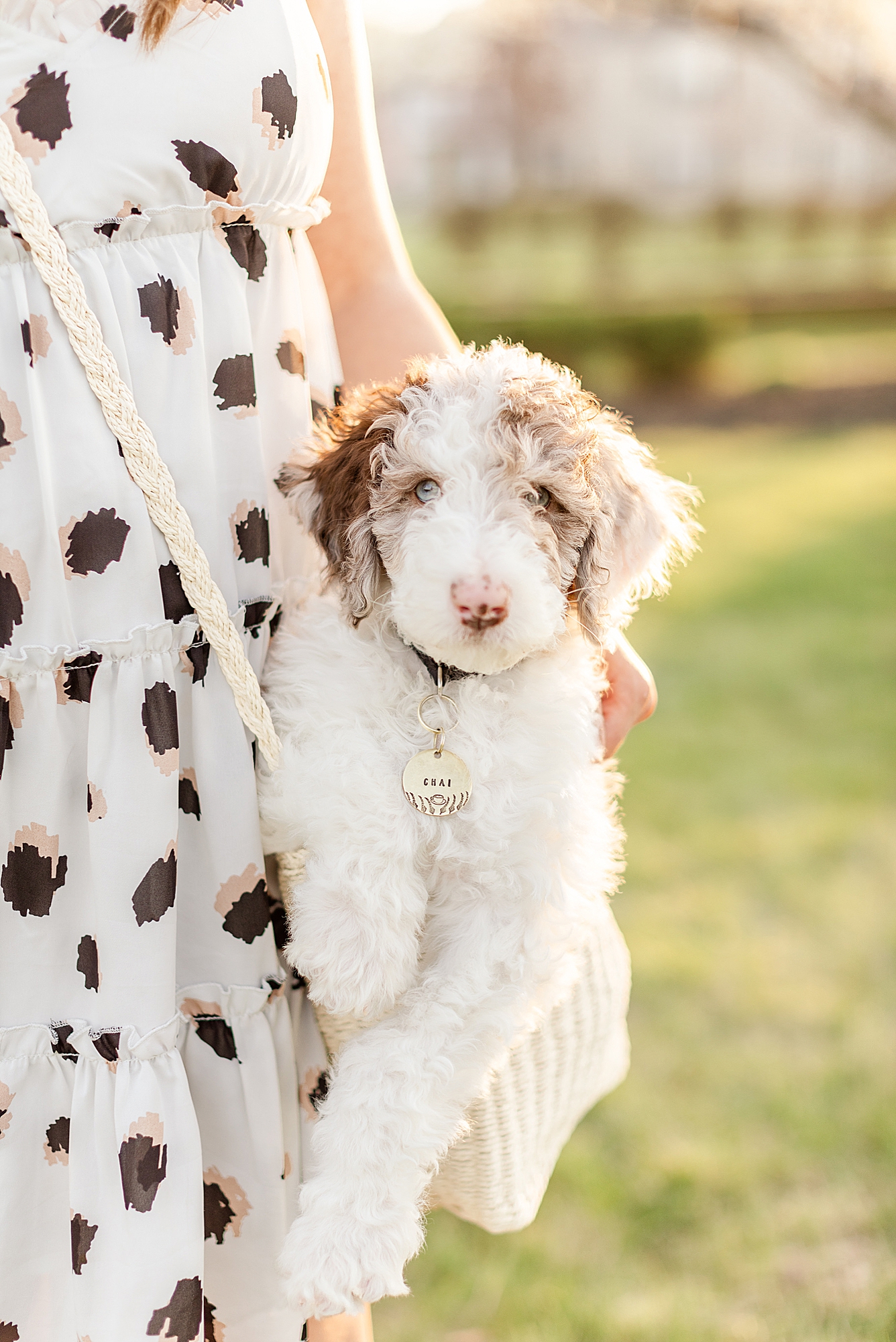 Sheepadoodle puppy sits in bag