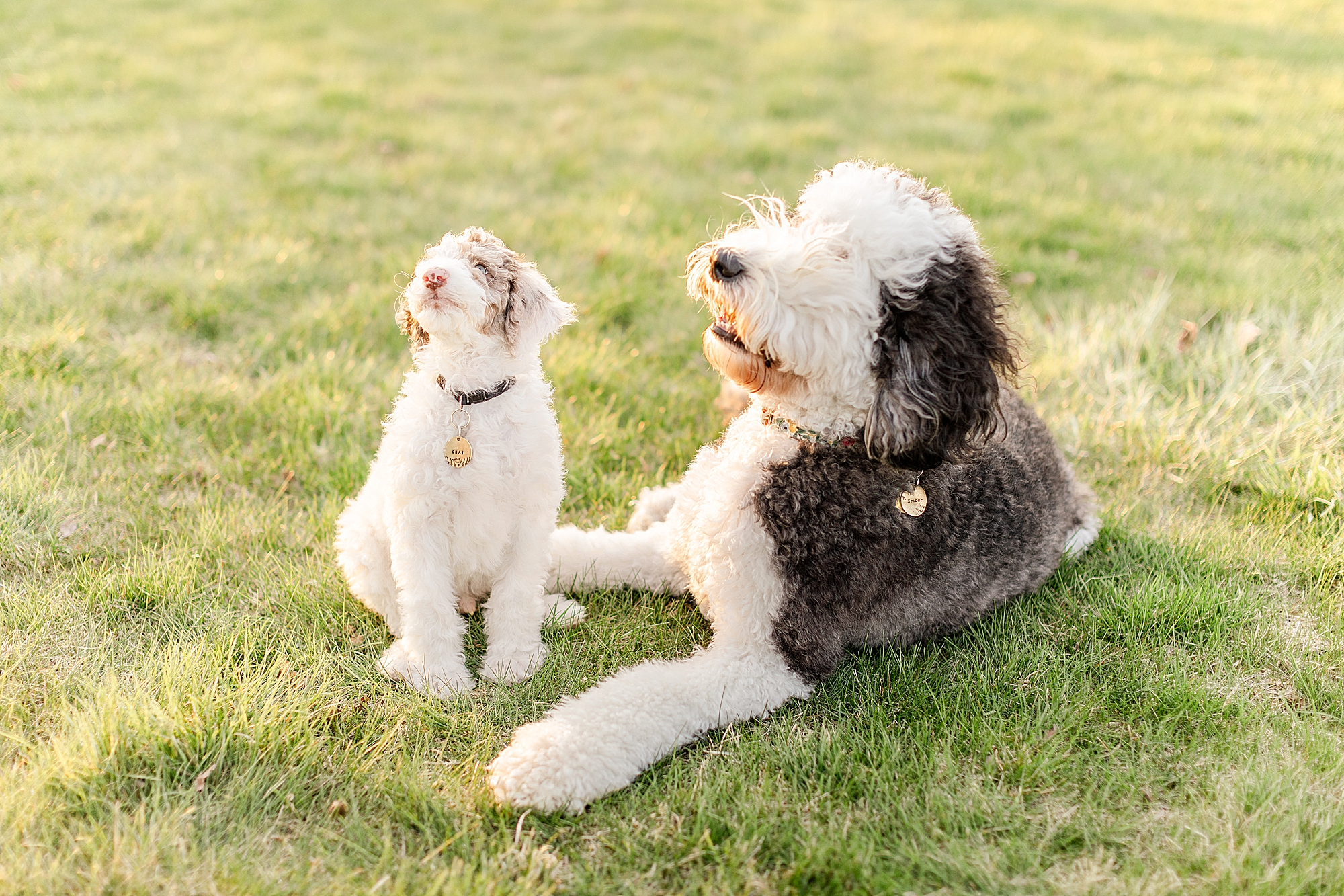 two Sheepadoodle dogs sit together in grass