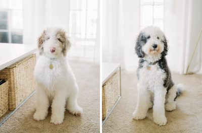 dogs sit during photos at home